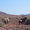 Loxodonta africana | Elephant, African